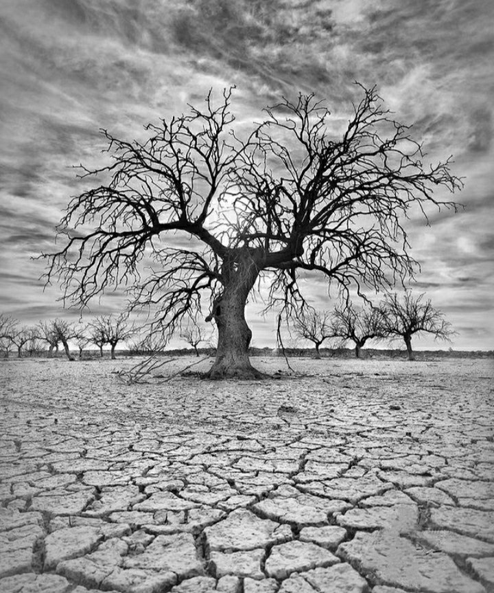clicks1222's tweet photo. Share your pic for more exposure .
Draught !
#raw_bnw #raw_trees #raw_bnw
#raw_community_member #tree_perfection #treephotography #moments_in_bnw
#rebel_bnw #bnwzone
#bnw #bnwphoto #bnwmood
#bnwphotography #bnw_of_our_world
#bnw_atmosphere
#bestoftheglobe_blackandwhite https://t.co/myCY37tM8T