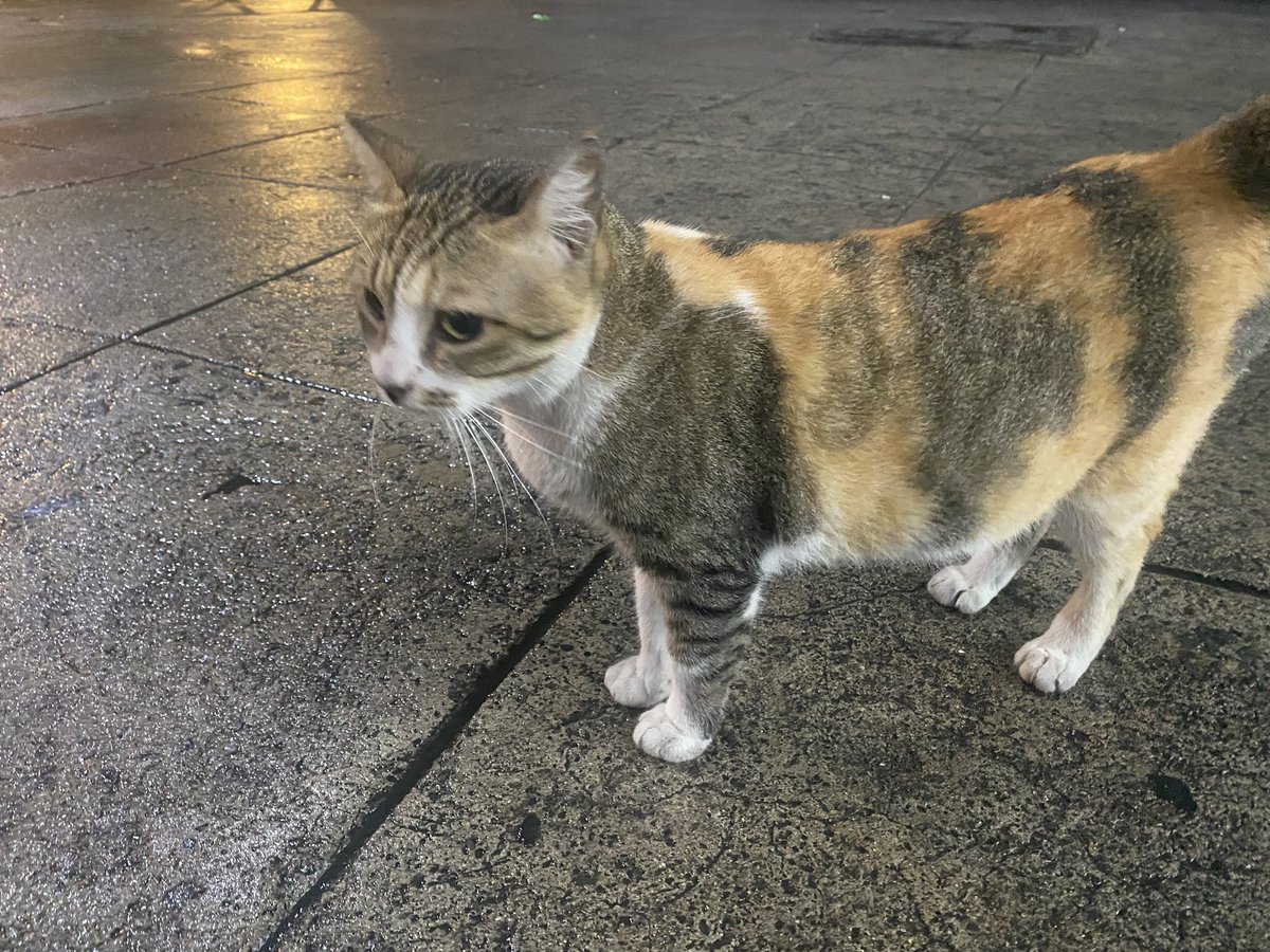 0rchidbrainrot's tweet photo. YALLZ TAFT MEOW MEOW IS #SAFE WE CHEERED! https://t.co/d4gZYQKMbM