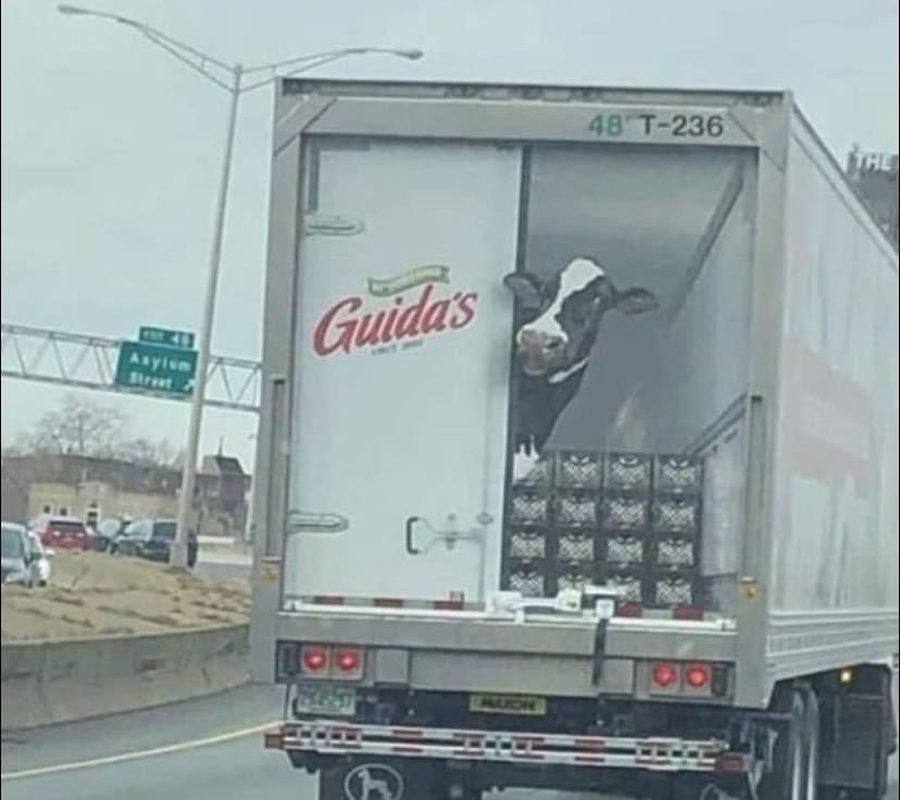 20 minutos gritándole al conductor que se le iba a salir la vaca, hasta que me di cuenta que era una pintura. 🙄🥴😐