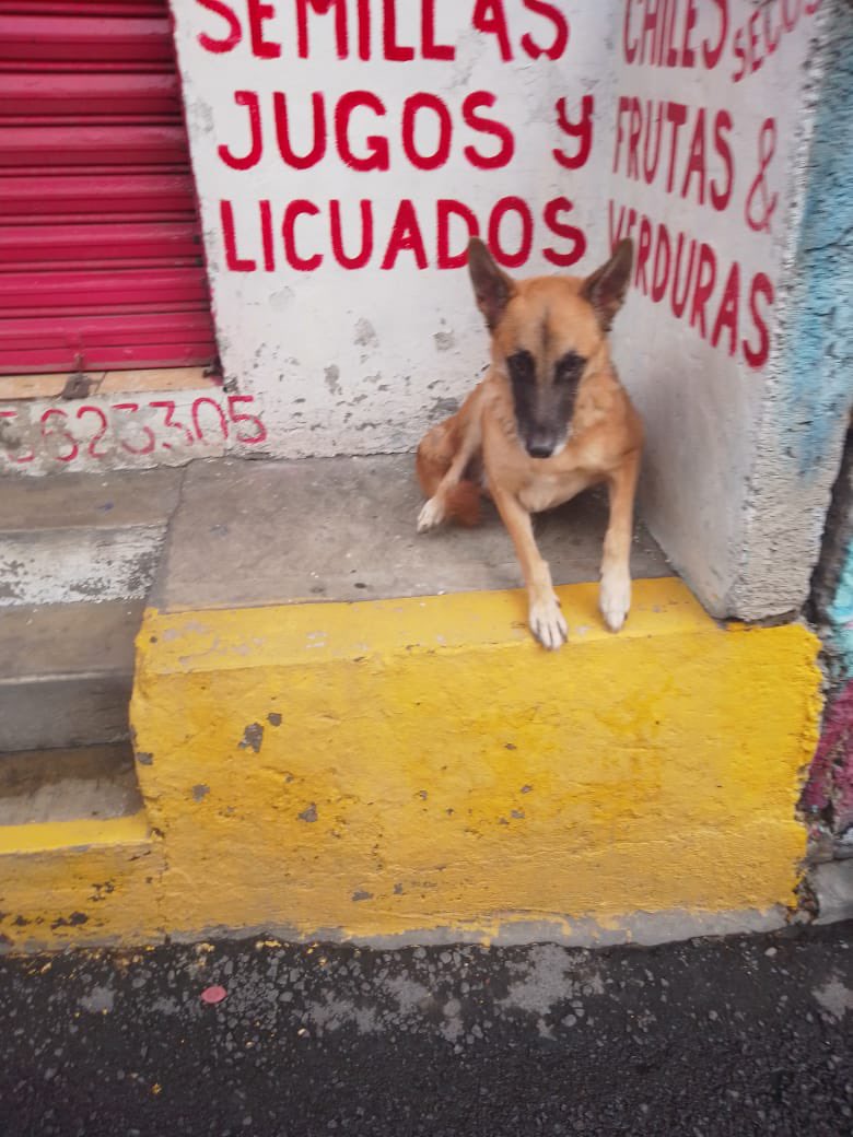 HELA_MORE's tweet photo. Hola amigos soy Nene un perrito que acaban de abandonar en la madrugada.
Me bajaron de un auto en movimiento y gracias a eso me lastimé mi patita 🥺
Me duele mucho 😔
Necesito alguien que pueda tomar mi caso por favor 
Hela ayuda a trasladarme 🥺
Estoy en CDMX https://t.co/urnPlZufQx