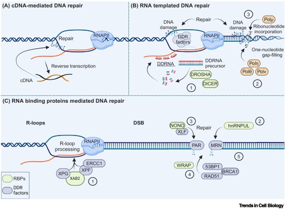 The epitranscriptome: reshaping the DNA damage response dlvr.it/TB1KQw