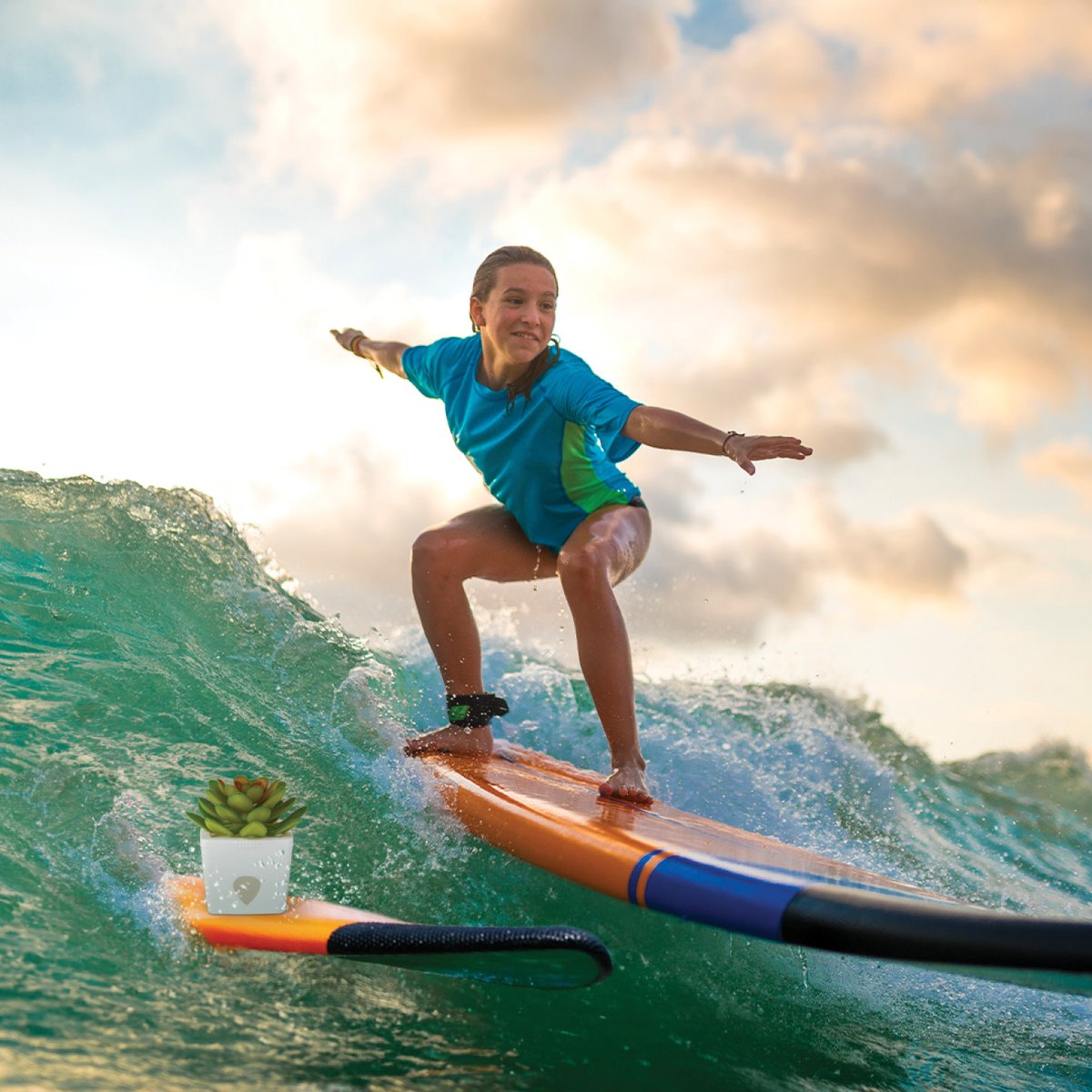 ZendoZones's tweet image. She's Zen. She's beautiful. She's Serene Sandy.
#FruitFlyControl #FruitFlySolution #PestControl