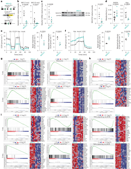 Nature Metabolism tweet media