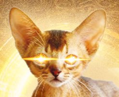 MythicTokenSol's tweet photo. NEW ATHS ⚜️🔱⚜️

$MYTHIC CAT IS RISING IN POWER

DaBAxU8zCrZHZq61yTFoUmwq5AZx8gWYGR5JYrCRpump https://t.co/MUHZAVe7jB