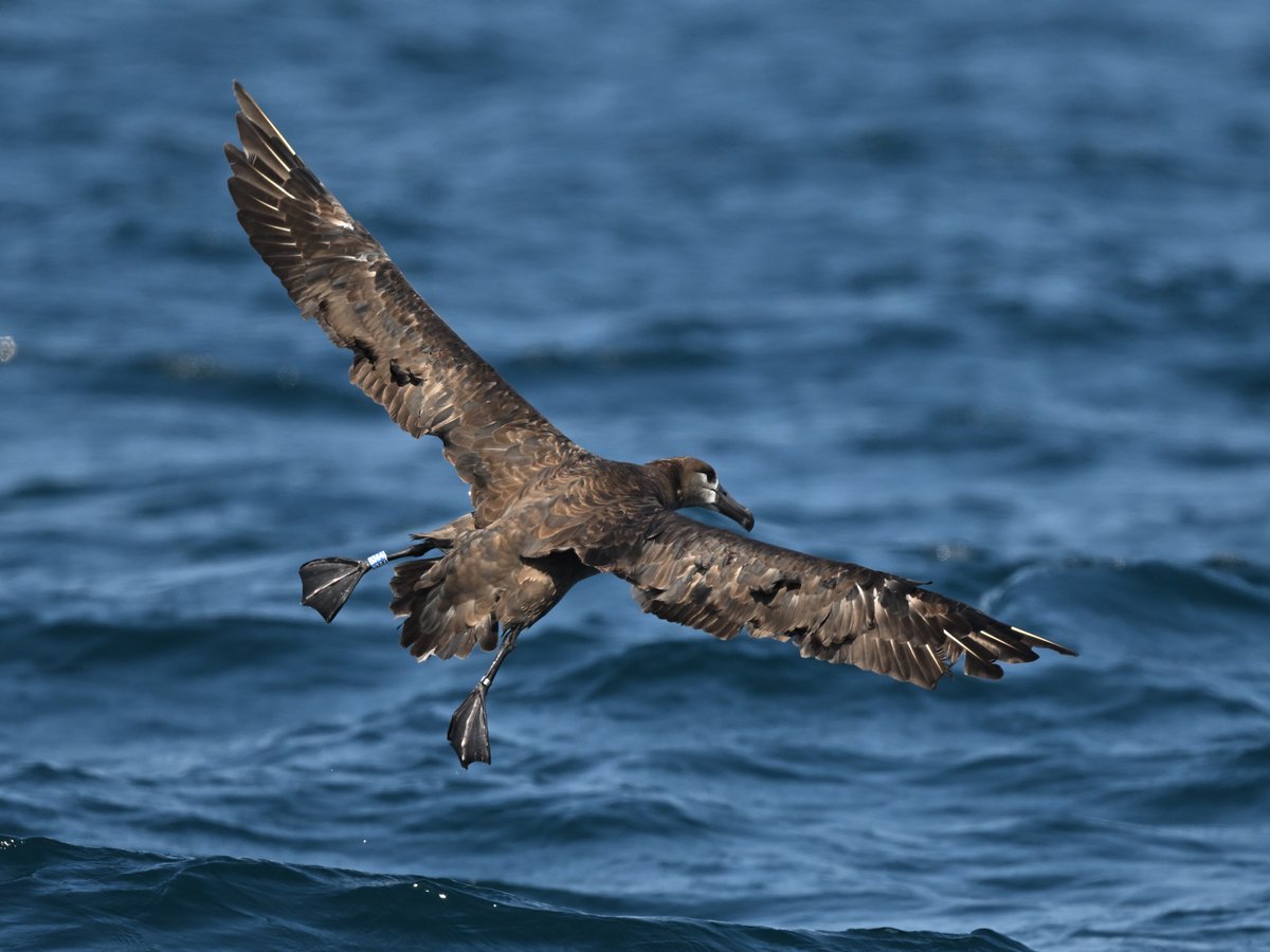 SeabirdingJP's tweet photo. Black-footed Albatross (blue B364)
This bird was ringed on 7th May 2029 in Ogasawara, Japan when he was chick according to Yamashina Institute for Ornithology. You can see outer primaries molt(p9 growing, p7? dropping?) . https://t.co/SYTAVSfdb6