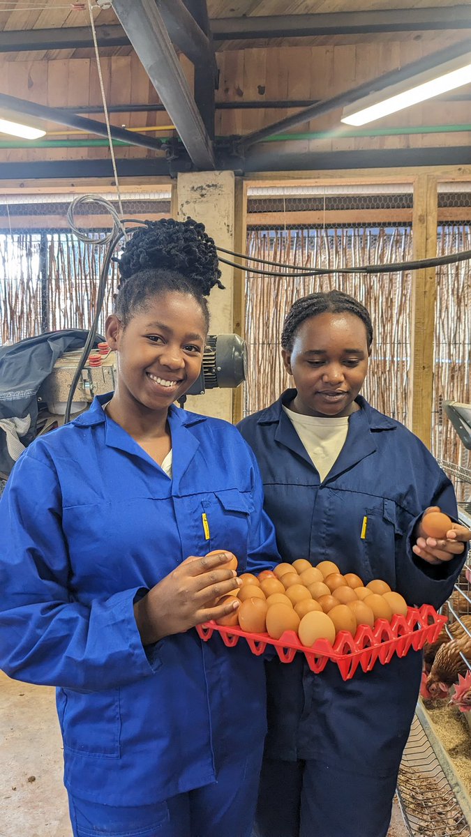 denyce_se's tweet photo. Poultry farming offers incredible opportunities for #youth to thrive. With the growing demand for poultry products including eggs, meat , and not leaving behind the poultry manure there is a chance for youth to invest and succeed. https://t.co/Kzy6281Ip6