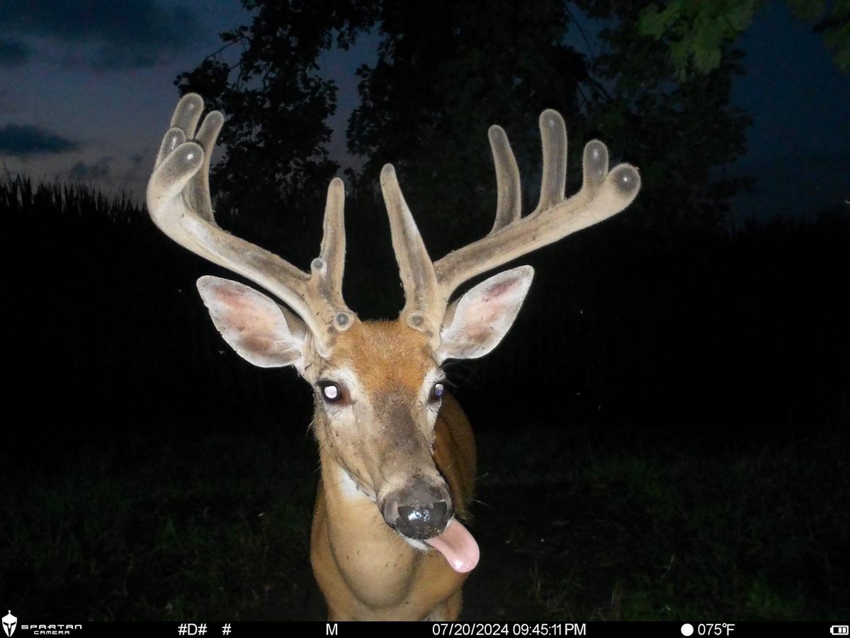 trailcam (@trail_cams) on Twitter photo 