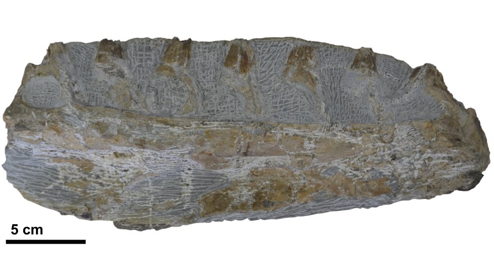 domenica_garz's tweet photo. En mi tiempo libre amo ir de explorar en busca de dinosaurios! A veces esto termina en desecubrimientos fascinantes y únicos: el primer registro de un mosasaurio del Cretácico en Ecuador!!! https://t.co/KobjkaiXxl 🌊🦖 https://t.co/hGWrX8ahLn