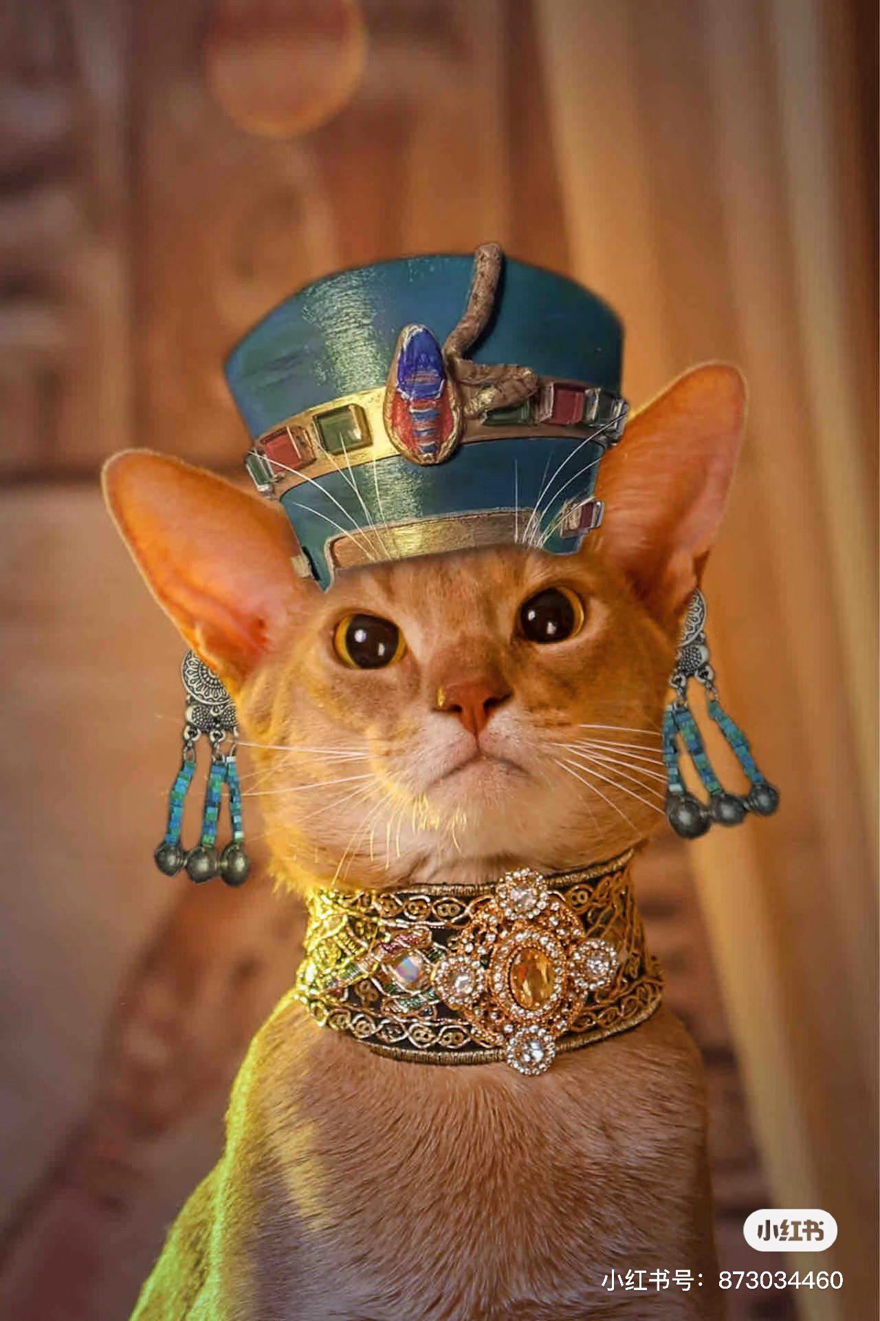 Shanghai Daily on X Looks like the ancient Egyptian cat goddess Bastet is back Now cats are allowed at the Egyptian exhibition at the Shanghai Museum every Saturday night. They re