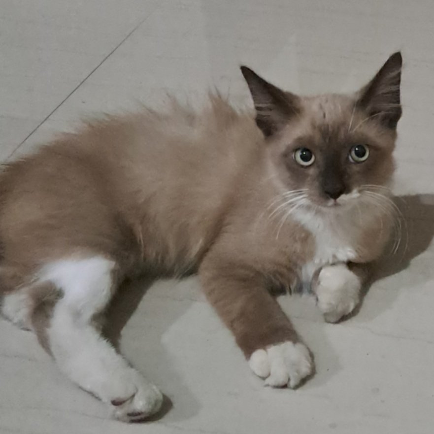yourbrownbear_'s tweet photo. punya dua kucing warna nya kunci yg satu galak namanya choco yg satu manja namanya bubu, ada yg tabby juga ga bisa diem petakilan bgt namanya ocit😼🙌 https://t.co/C9pMi2EOaw