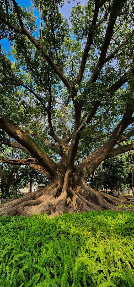DelhiTreesSOS's tweet photo. White silk cotton tree🌳
Approx age 200 years🙏
#LivingHeritage
#OldTreesOfIndia https://t.co/xg4e14Lla2