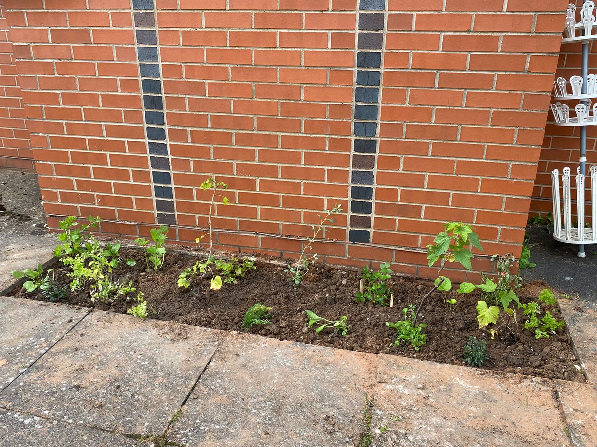 fruitnutvillage's tweet photo. We were back at #WillowsGreen #BalsallHeath yesterday... working with Jamia Masjid Bilal Community Centre... greening more spaces across the area with our #PostcodeGardener https://t.co/9PXvvUhjZ6