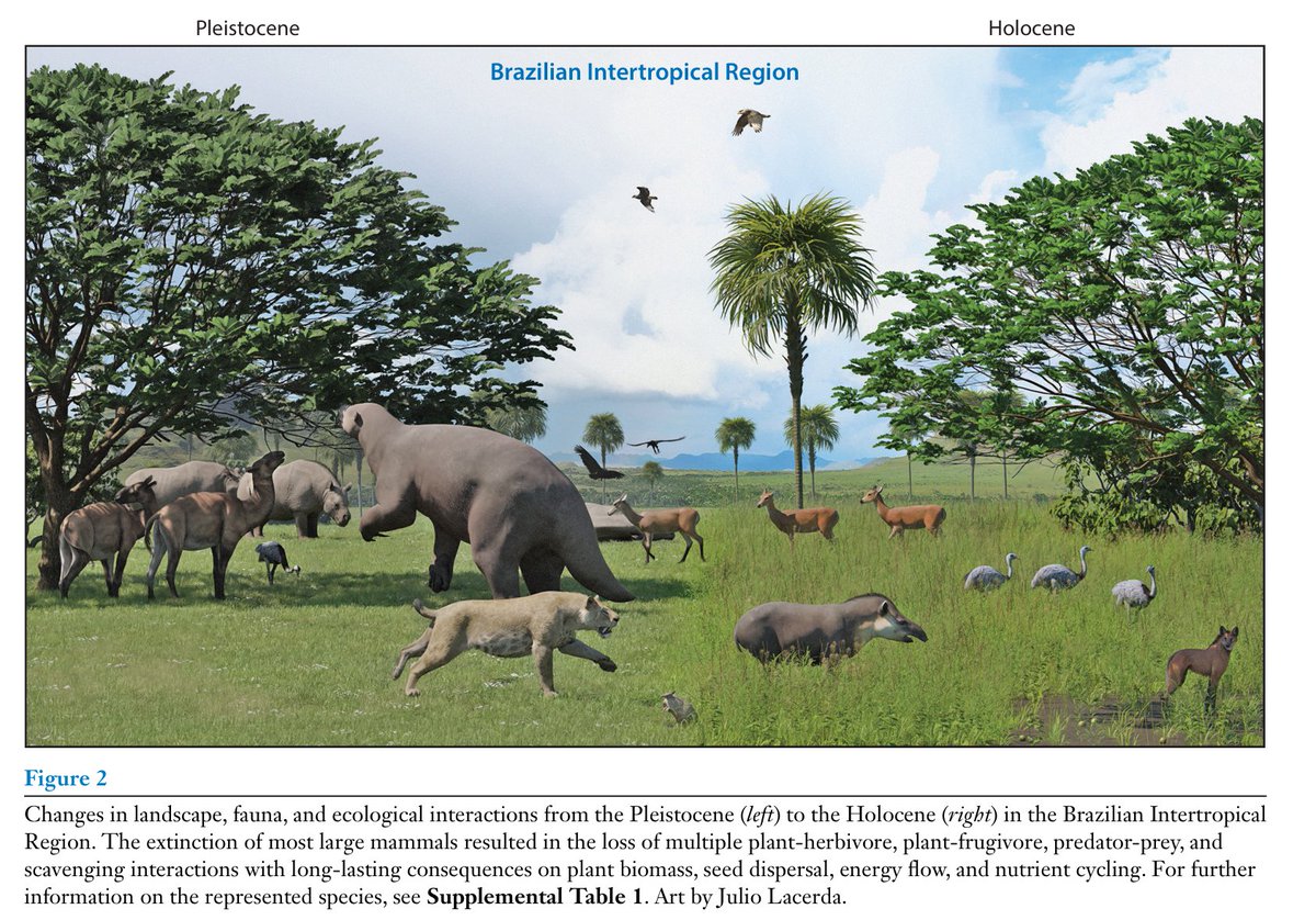 I just realized that the final version of my review on the "Restructuring of Ecological Networks by the Pleistocene Extinction" published in <a href="/AnnualReviews/">Annual Reviews</a> is now available in open access at:

annualreviews.org/content/journa…

#megafauna