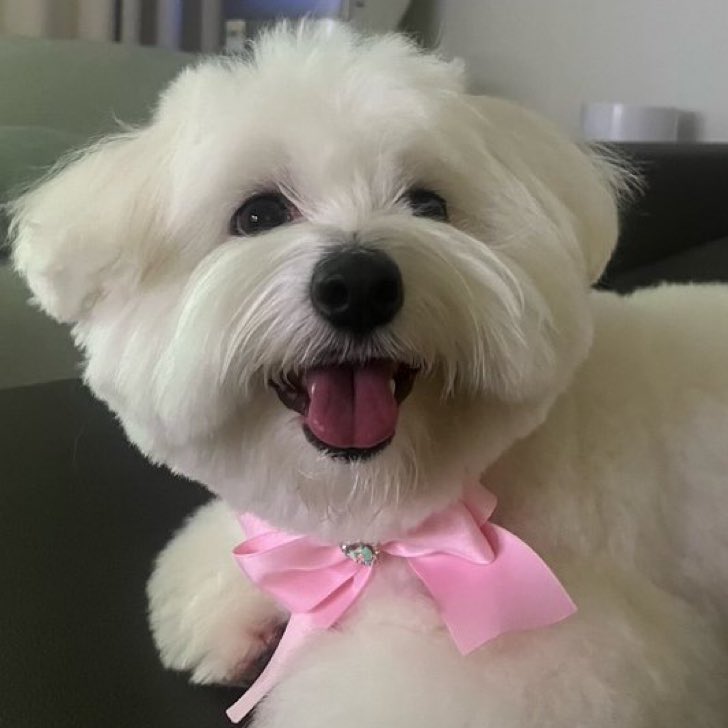 1004ddadu's tweet image. jeonghan and kkuma 😭🎀