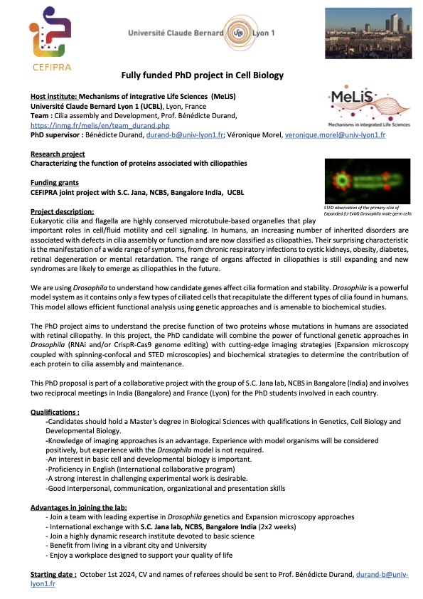 Marine Laporte (@marinelaporte8) on Twitter photo Job alert ! 🇫🇷🇮🇳<a href="/IFCPAR/">IFCPAR/CEFIPRA</a> funded PhD position available in <a href="/melis_lyon/">MeLiS_lyon</a> at <a href="/UnivLyon1/">Université Lyon 1</a> to work on mechanisms of #ciliopathy and #retina #degeneration using super resolution microscopy 🔬#UExM & #STED 🔬. The project will be in collaboration with <a href="/NCBS_Bangalore/">National Centre for Biological Sciences</a>. Please RT Job alert ! 🇫🇷🇮🇳<a href="/IFCPAR/">IFCPAR/CEFIPRA</a> funded PhD position available in <a href="/melis_lyon/">MeLiS_lyon</a> at <a href="/UnivLyon1/">Université Lyon 1</a> to work on mechanisms of #ciliopathy and #retina #degeneration using super resolution microscopy 🔬#UExM & #STED 🔬. The project will be in collaboration with <a href="/NCBS_Bangalore/">National Centre for Biological Sciences</a>. Please RT