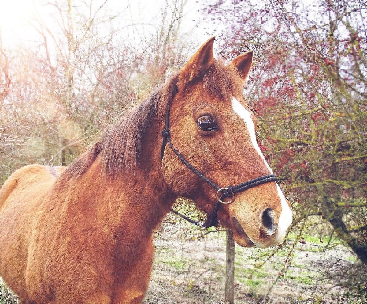 brindille85's tweet photo. Claud Paul
·
URGENT
Vendredi soir ou samedi matin, trois chevaux se sont volatilisés, secteur Martres sur morge (63).
Il s'agit d'un appaloosa, d'une jument pie  et d'un alezan; si vous avez des nouvelles, merci de prévenir au 0646767386.
Jean Bernard Garmy
Merci https://t.co/lPs9NHDPUW