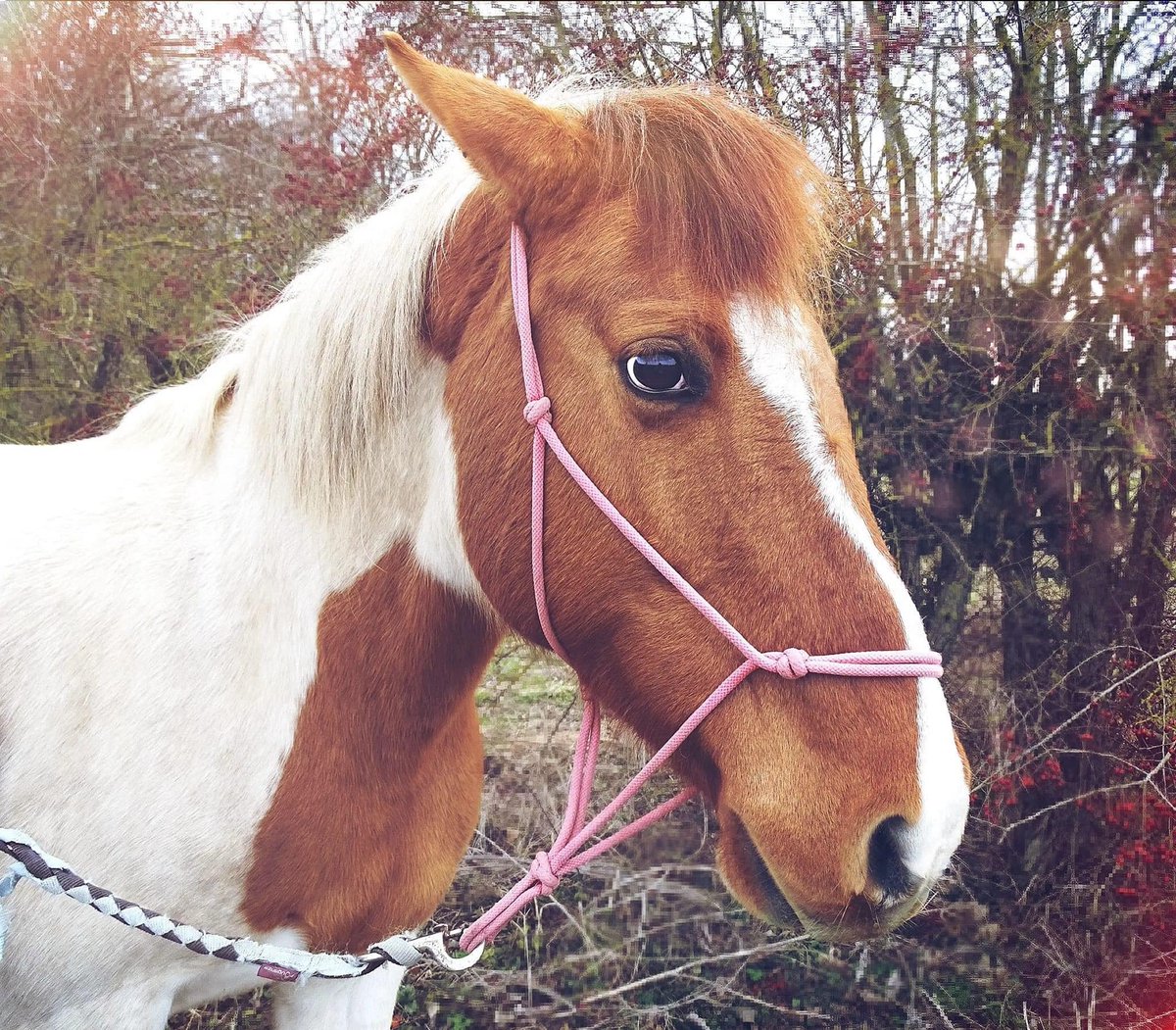 brindille85's tweet photo. Claud Paul
·
URGENT
Vendredi soir ou samedi matin, trois chevaux se sont volatilisés, secteur Martres sur morge (63).
Il s'agit d'un appaloosa, d'une jument pie  et d'un alezan; si vous avez des nouvelles, merci de prévenir au 0646767386.
Jean Bernard Garmy
Merci https://t.co/lPs9NHDPUW