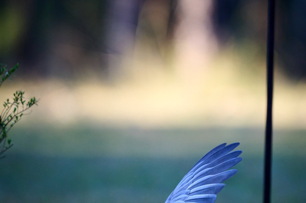 From one of the last sane places on social media: my favourite facebook group called "crap bird photography" (posted by Scott Dunham)
