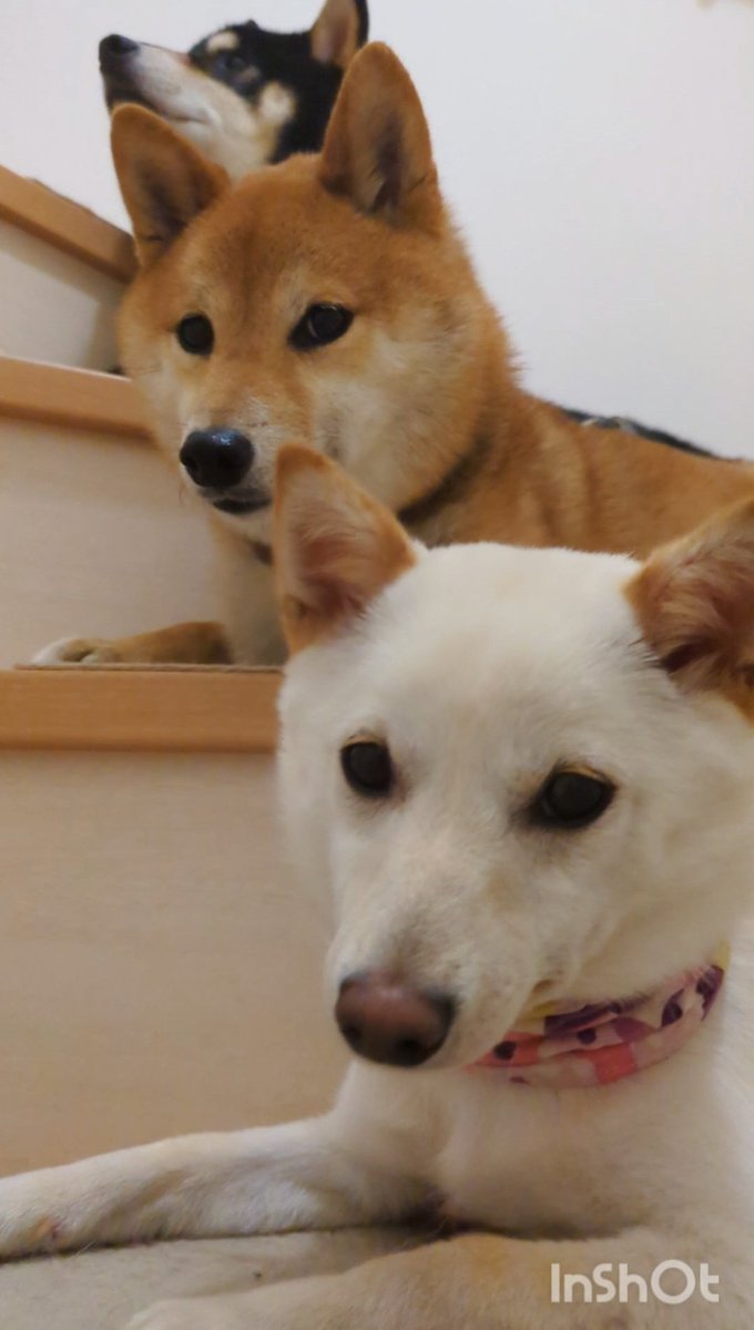 tmy5531's tweet photo. 煮物たち🐶🐰🐒元気です🐾

↓↓↓こちらにお引越ししました𝕏
@nimono11291335 https://t.co/wOmjy2t4ro