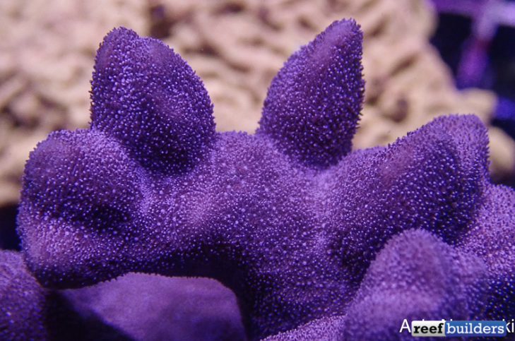 Reef Builders tweet media