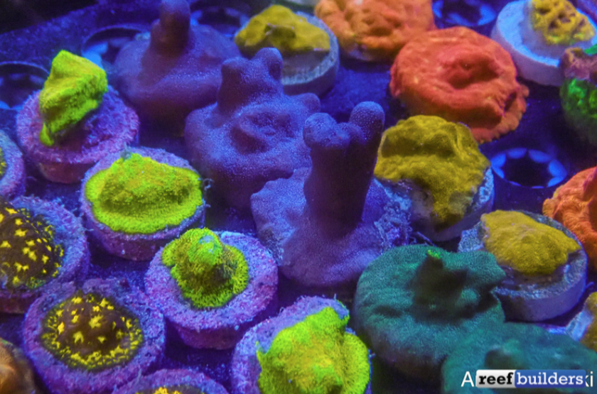 Reef Builders tweet media