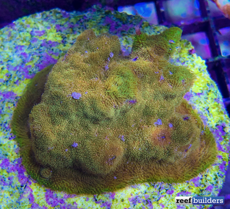 Reef Builders tweet media