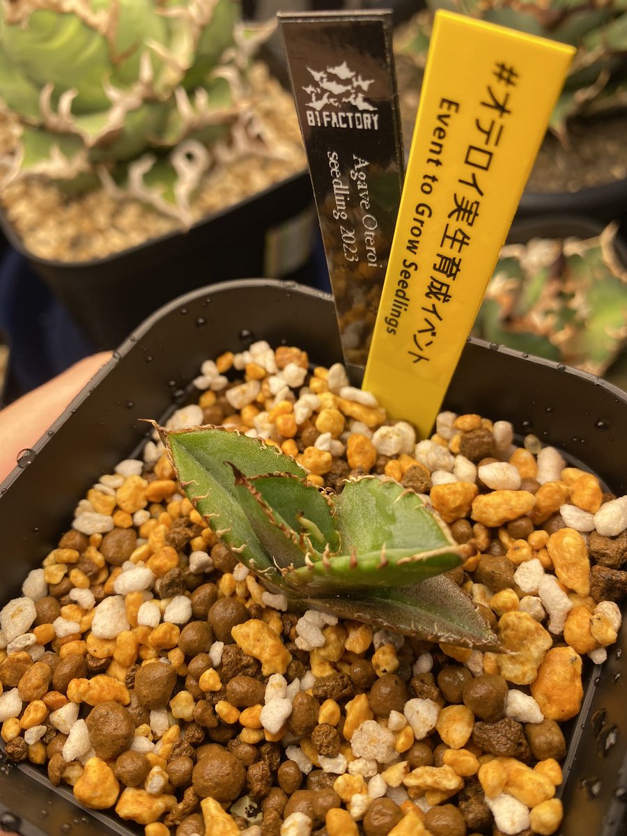 A-6の<a href="/81factory/">@81Factory</a> さんの株で参加させていただきます☺️
イベントを最後まで完走できるように頑張らせてもらいますのでみなさんよろしくお願いいたします🙌
#オテロイ実生育成イベント