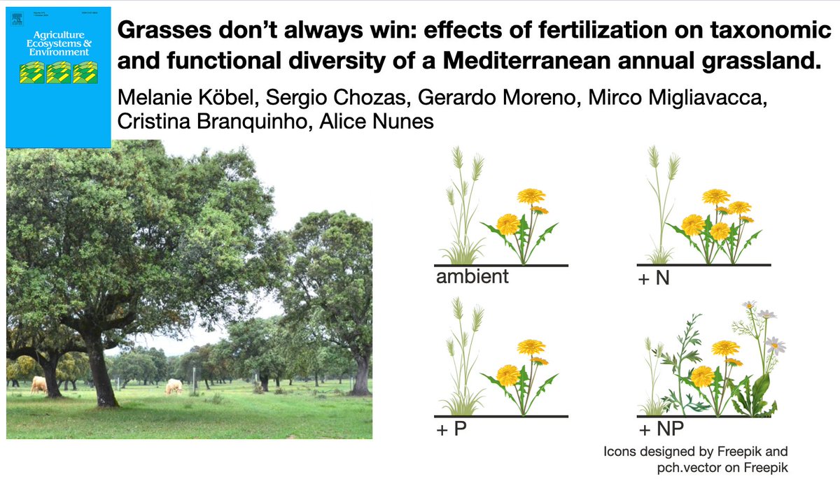 eChanges_cE3c (@echangesc) on Twitter photo New paper with members of <a href="/EchangesC/">eChanges_cE3c</a> about the biodiverse Mediterranean grasslands and the effects of nutrients on plant diversity🌾
Available here➡️tinyurl.com/8yv6ufz7 New paper with members of <a href="/EchangesC/">eChanges_cE3c</a> about the biodiverse Mediterranean grasslands and the effects of nutrients on plant diversity🌾
Available here➡️tinyurl.com/8yv6ufz7