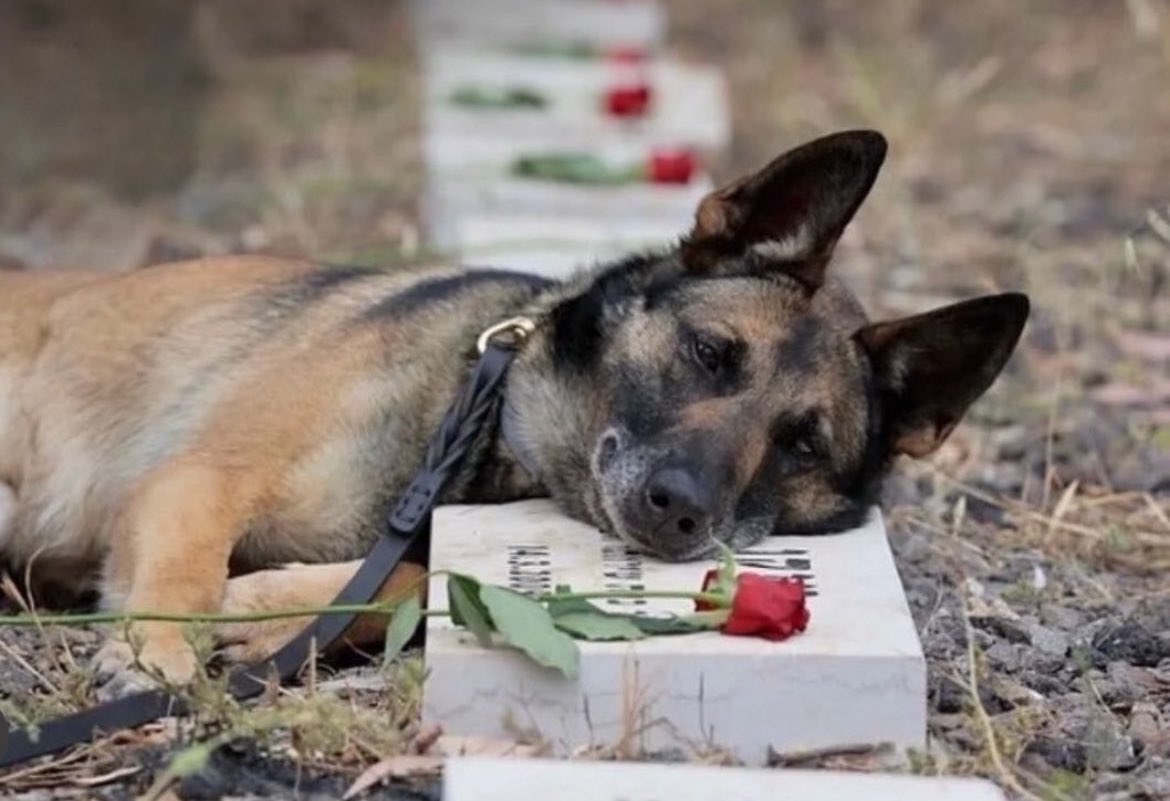 Since the war began, 29 dogs from the IDF's Oketz Unit have died in battles in Gaza, serving faithfully as loyal companions to the soldiers.

We must never forget them.