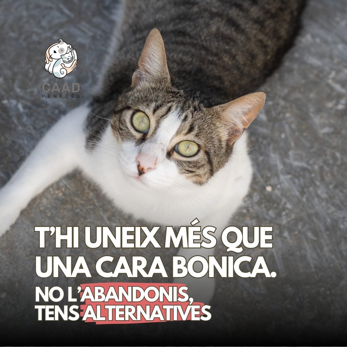 Ajuntament de Santa Margarida i els Monjos (@smmonjos) on Twitter photo 🐶🐱 Si no et pots fer càrrec del teu animal o pateixes una situació que pot comprometre el seu benestar, recorda que hi ha alternatives per evitar l'abandonament <a href="/caadpenedes/">CAAD Penedès</a>
🔗 Tota la informació aquí: tuit.cat/ecnsI 🐶🐱 Si no et pots fer càrrec del teu animal o pateixes una situació que pot comprometre el seu benestar, recorda que hi ha alternatives per evitar l'abandonament <a href="/caadpenedes/">CAAD Penedès</a>
🔗 Tota la informació aquí: tuit.cat/ecnsI
