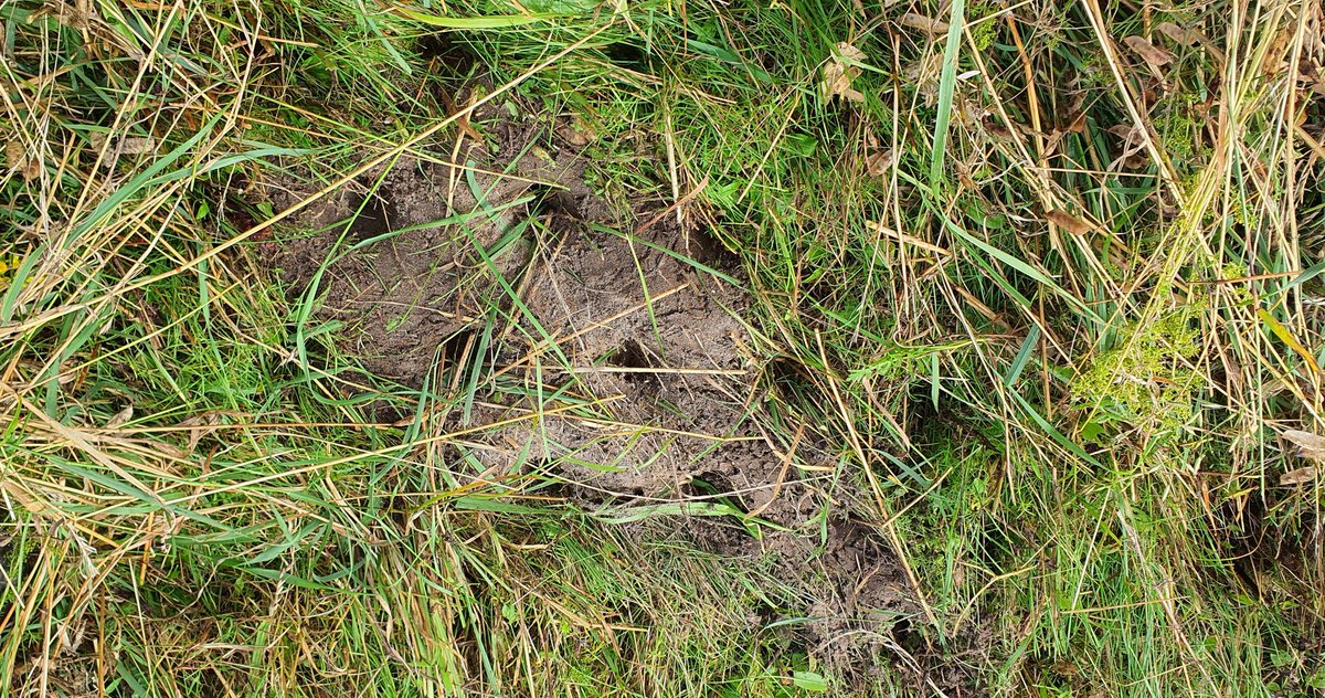 Teilhabe_4_all's tweet photo. In einigen Gebieten hat nun die #Mahd begonnen. Hab mir mal den Mäher zeigen lassen. Das Schnittgut wird liegengelassen. Die Tiere können rauskrabbeln. Ein großer Teil der Blühflächen bleibt weiter stehen. https://t.co/RgePURjhRY