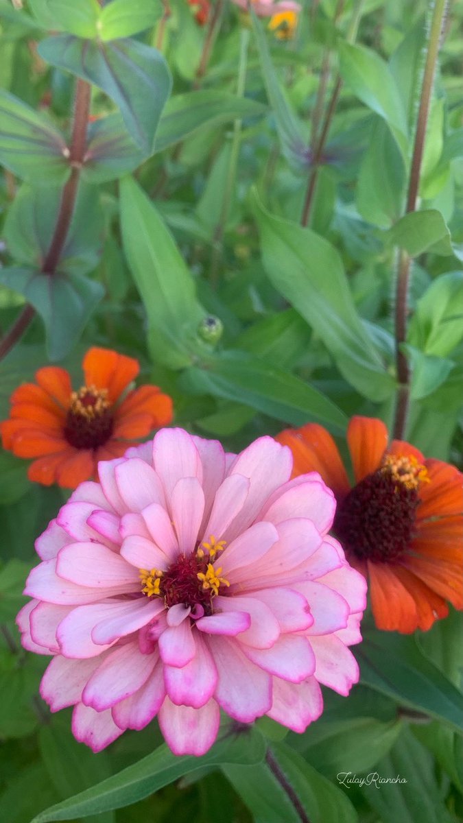 Mis Zinnias ! Me regalan Alegría cada amanecer!!