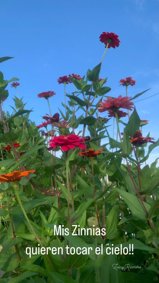 Han crecido súper altas … las hay enanas y otras de mayor estatura.. pero éstas quieren llegar al cielo!!