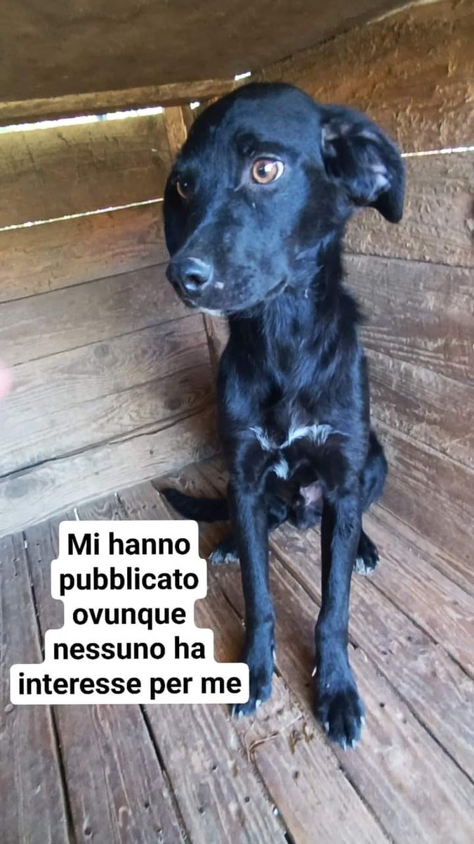 GabriellaBargh1's tweet photo. X BEN NESSUNA RICHIESTA.
È MAGRISSIMO E I SUOI OCCHI
FANNO CAPIRE CHE È DISPERATO
TRISTE E CHE IL SUO CUORE È 💔
BEN SI TROVA A FROSINONE E SE
AVRÀ FORTUNA CON TANTI RPRPRP 
ANDRÀ A CASA. GRAZIE 
INFO 339 8362187
🙏🙏🙏🙏😭🌺🍀🐾😟💔💔💔🐞 https://t.co/0nXoC8fK5L