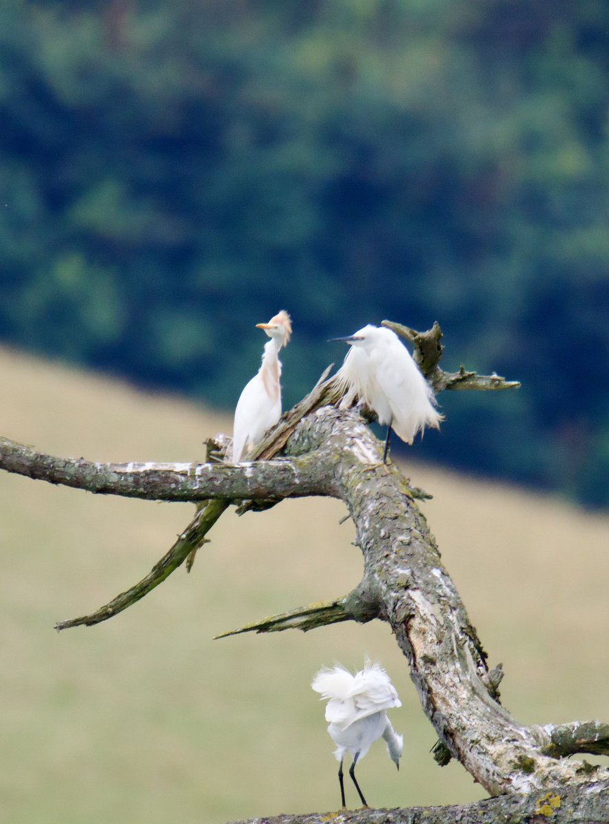 Tim Ridgeway tweet media