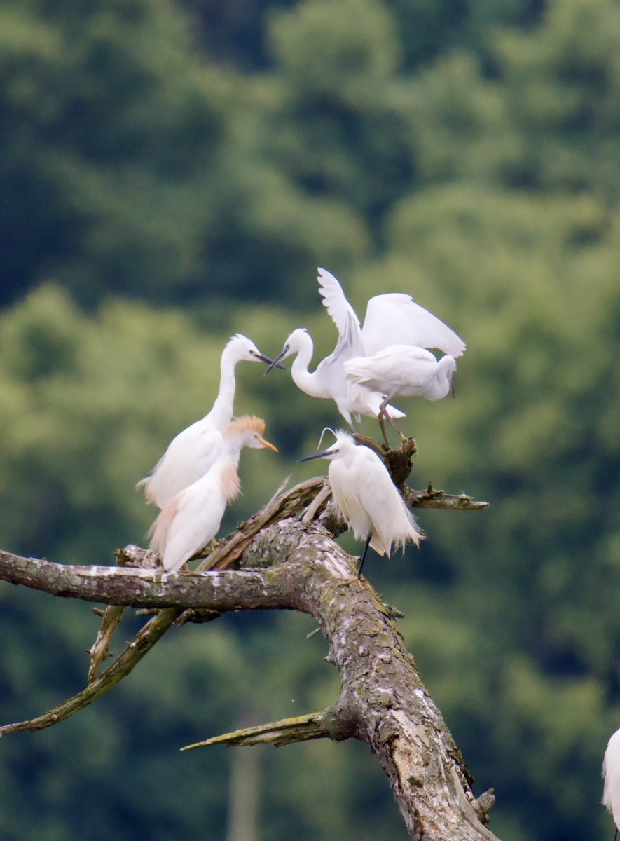 What a morning Exminster Marshes. Firstly a Goshawk being mobbed by crows being watched by a Cattle Egret &amp; a Purple Heron being stalked by Marsh Harrier. Black Tailed Godwit to. <a href="/RSPBExeEstuary/">RSPB Exe Estuary & Darts Farm</a> <a href="/DevonBirds/">Devon Birds</a> <a href="/waderquest/">Wader Quest</a> <a href="/Natures_Voice/">RSPB</a> <a href="/ExeterCanal/">FESC</a> #devon #goshawk #bird #exminster