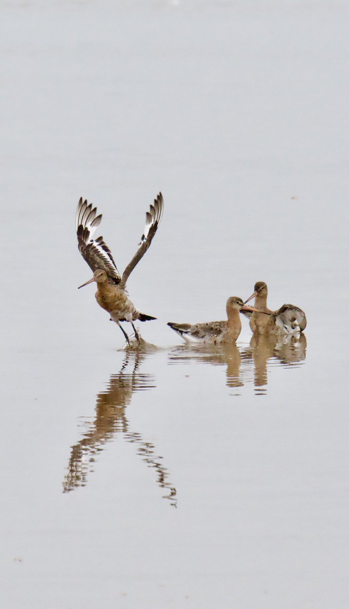 Tim Ridgeway tweet media