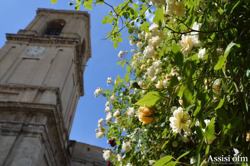 AssisiFans's tweet image. O Dio, vieni a salvarmi,
Signore, vieni presto in mio aiuto.

#Buongiorno dal #roseto di #SantaMariadegliAngeli - #Assisi #BuonaDomenica e buona festa di #SanGiovanniMaria Vianney, patrono dei parroci.