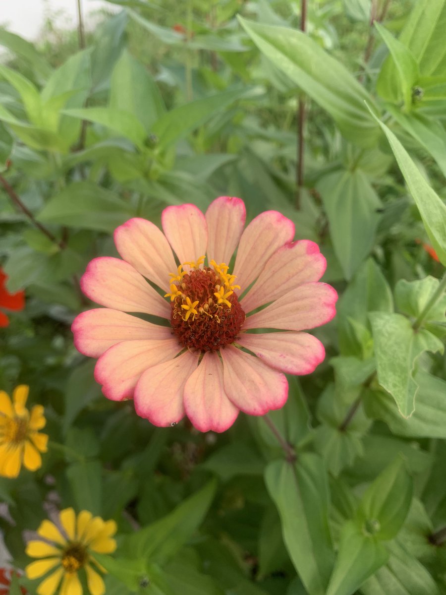 Y no sabría escoger la más bella !! Esta es hermosa con sus bordes como si fuesen pinceladas !!