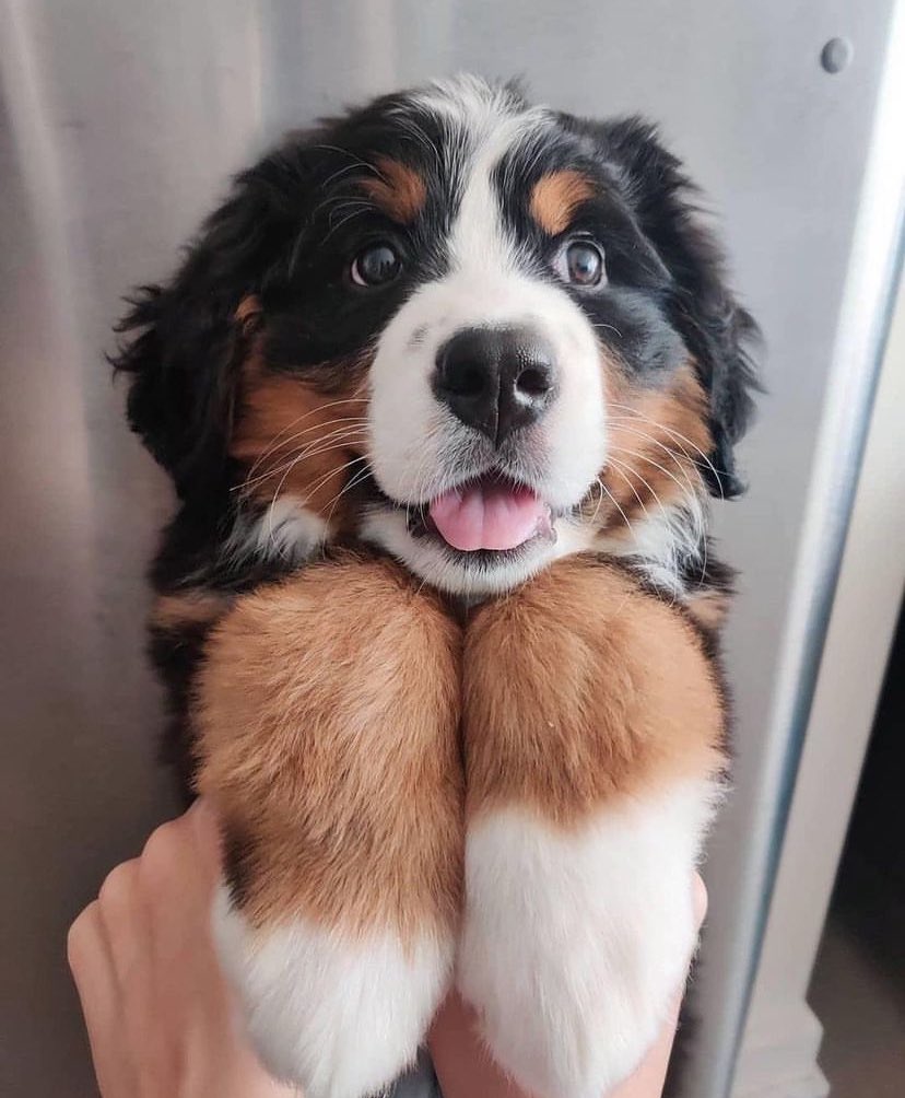 This face is just too cute 🐶 <a href="/GabbySanchi/">Gabrielle Sanchez Sheppard</a>