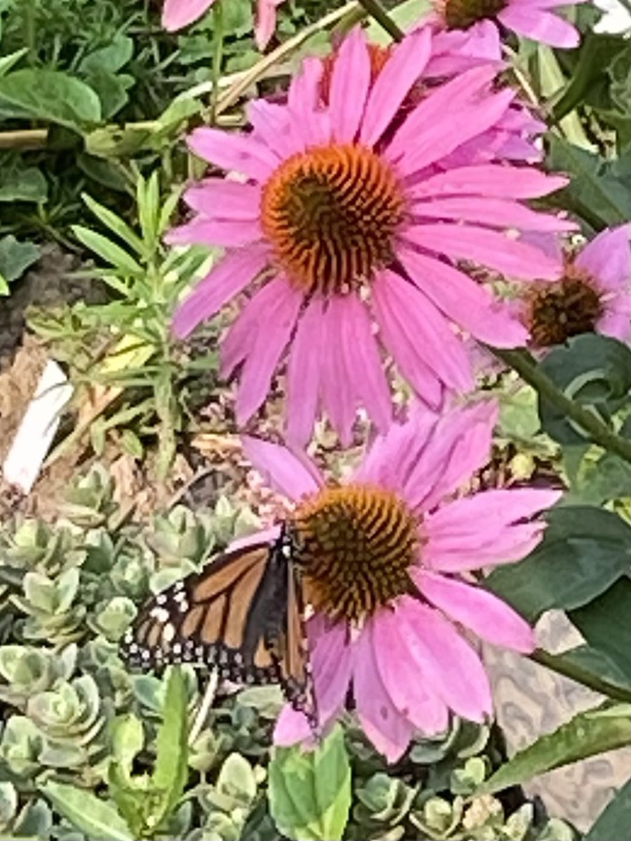 🌻David A Bradshaw (@caledoniablooms) on Twitter photo 