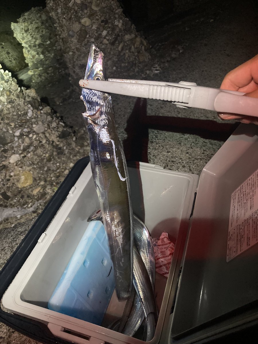AwajiPapa51973's tweet photo. 19時半から21時半
3匹でした。

まだ、橋渡ってくる価値はないですね笑笑 https://t.co/Ertm1aHc6H