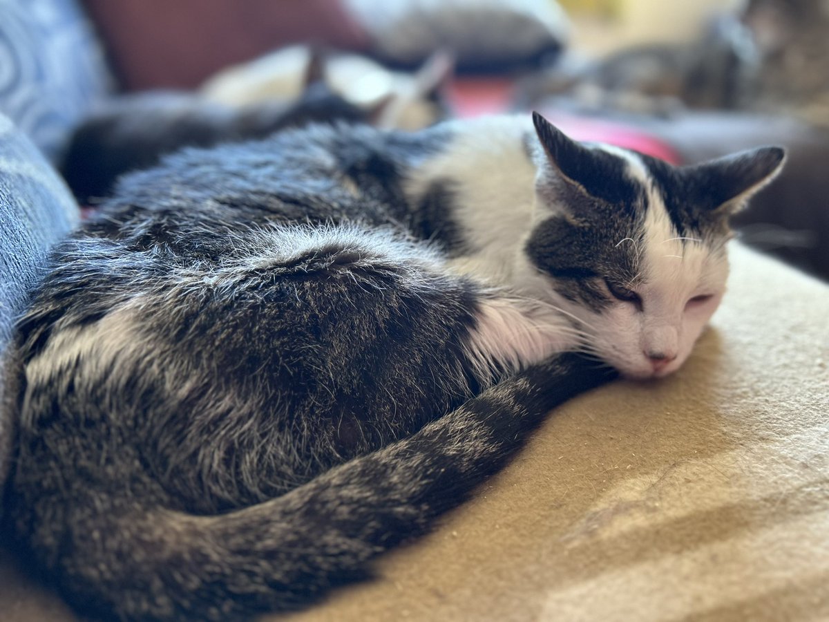 A nuestro pequeño Agapito le han detectado un tumor en el intestino y le operan la semana que viene para quitarle el trozo donde lo tiene 
Si nos podéis echar una patita os lo agradecemos un montón 🙏

#gato #cantabria #kitten #catlover #adopción #cat #24julio #FelizMiercoles