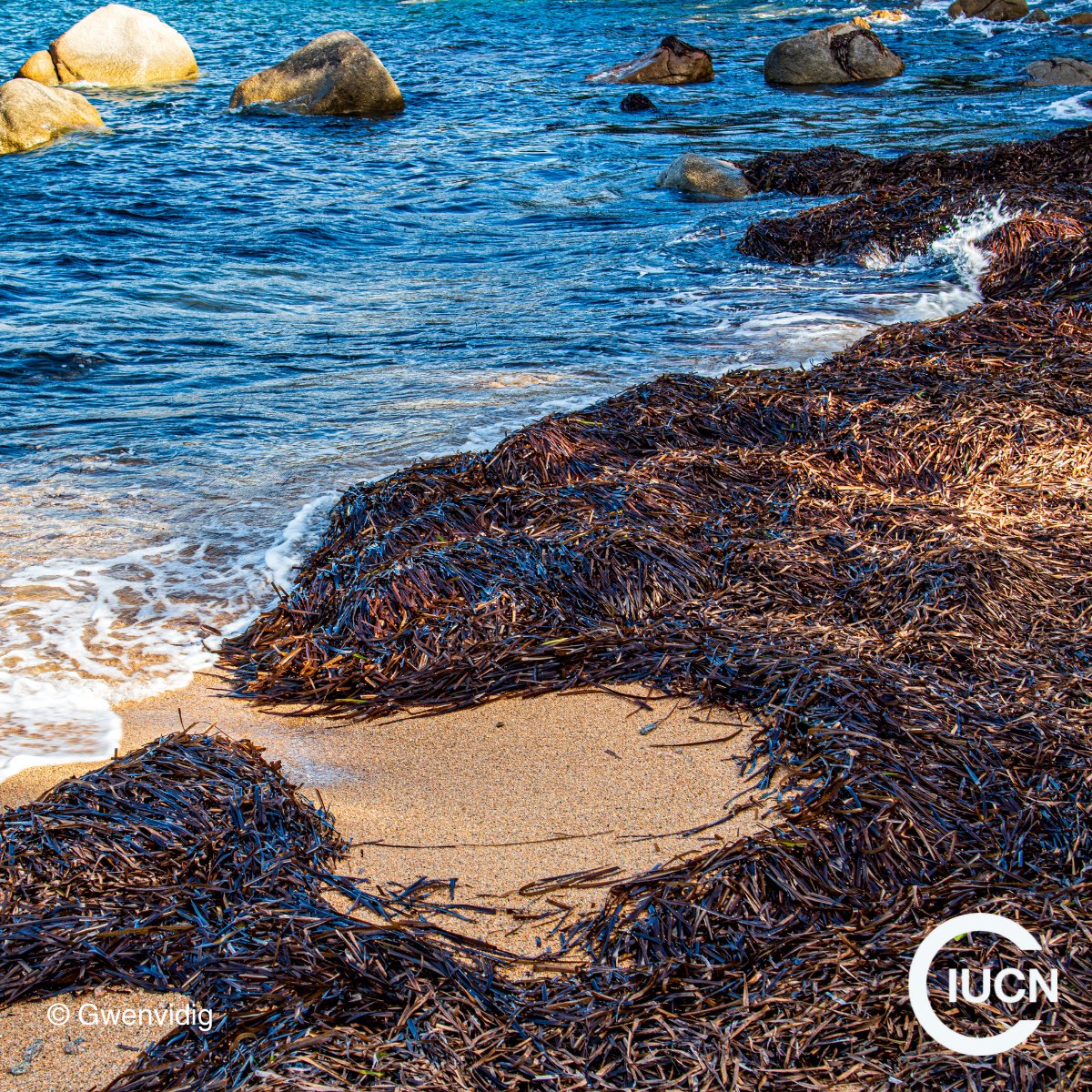 💡How can we balance tourism &amp; conservation on our #Mediterranean beaches?
IUCN Med's new booklet, "Management of Posidonia Beaches: Examples from Mediterranean Destinations," provides sustainable strategies.
🔗iucn.org/resources/cons…
#SustainableBeaches #LOVEPosidonia #Posbemed2
