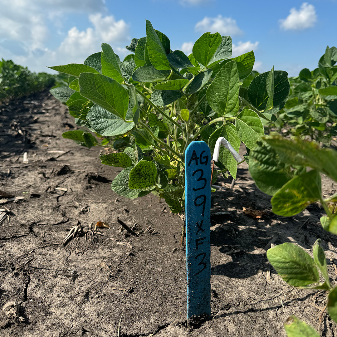 BRANDT_co's tweet photo. BRANDT Field Advisor Jason Buss stopped in to check on several BRANDT Community Trials in the Central Illinois area. With 53 community trial locations covering nearly 380 acres in our retail footprint, BRANDT generates valuable data and insights that help our customers make the best decisions for their farms.

#AgTwitter