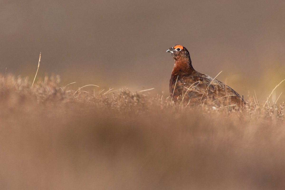 📣 LAST CHANCE TO ENTER OUR 2024 GRAND GROUSE DRAW!

Don't miss your chance to go grouse shooting with 7 friends in the Scottish Borders for only £40! This spectacular prize also includes a night’s accommodation for 16 guests.

👉🏻 Get your tickets now: gwct.org.uk/blogs/news/202…