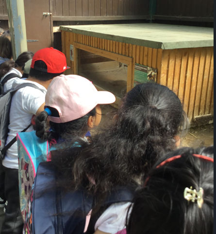 ManorfieldInf's tweet photo. Year 1 had a fantastic day at Ponderosa! The sun shone and the animals came out to see us. What a wonderful way to finish our year! 🌞🦦🐒🐍 https://t.co/l1pT3XkAod