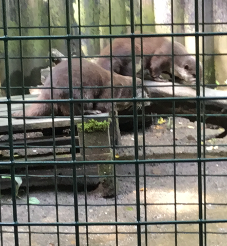 ManorfieldInf's tweet photo. Year 1 had a fantastic day at Ponderosa! The sun shone and the animals came out to see us. What a wonderful way to finish our year! 🌞🦦🐒🐍 https://t.co/l1pT3XkAod
