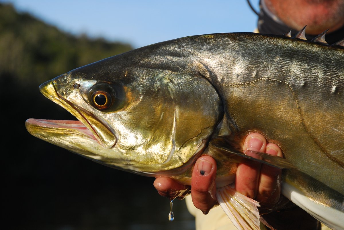 25 days to #6samls 🐟

Understanding the importance of estuaries to #marine #linefish species is important, especially since many of these are dependent on estuaries at some stage during their lives. To account for this, we have a session dedicated to monitoring estuaries.