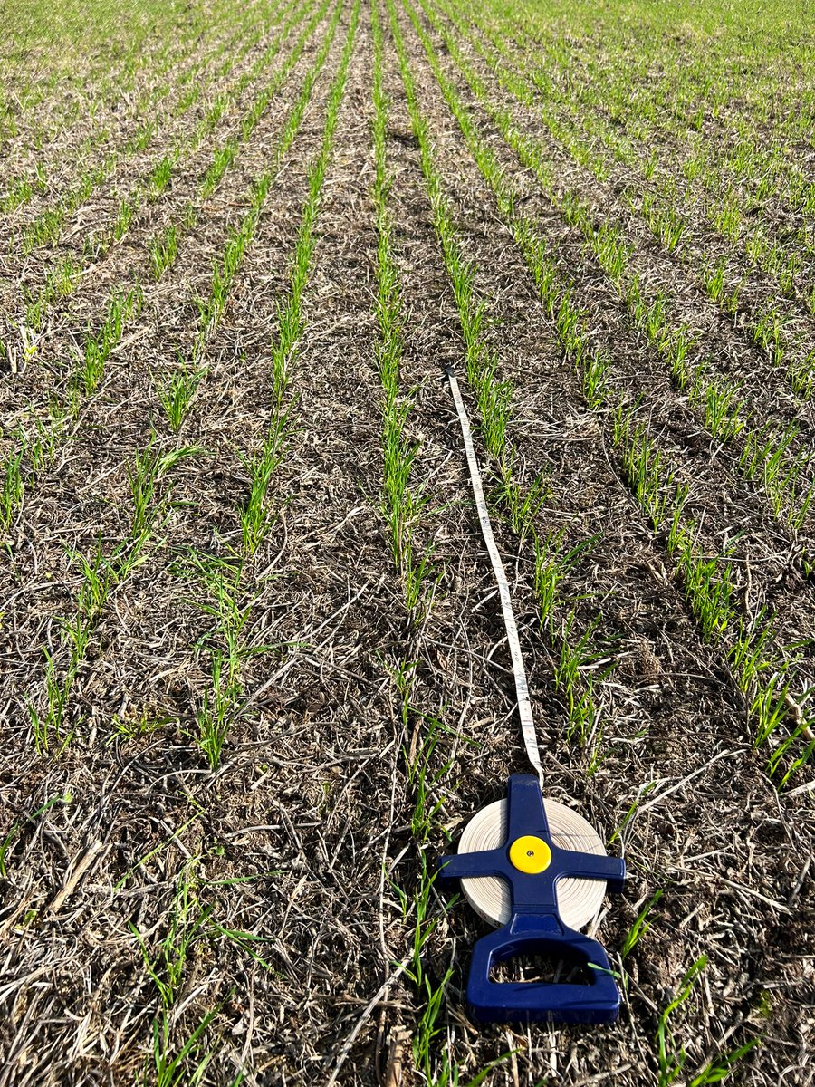 Semillero de LG Picazo
📍Miguelete
FS: 5/6
44 pl/m